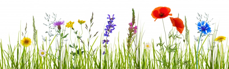 Blumenwiesen auf Bahn 2